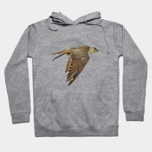 Falconers Falcon Hoodie